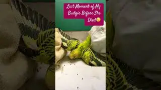 Last Moment of My Budgie Before She Died | RIP | #youtubeshorts #youtube #shorts #short #rip