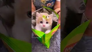 Chips Surprise For Baby girl 😱🥰😸#mistihappylifestyle #shorts #viral #fun #trending