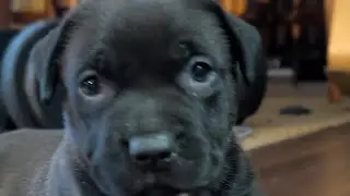 4 week wolf update 