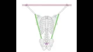 Latissimus Dorsi Influences SC Joint | Algodoo Sim of Iliac Fiber Mechanics w/ Fixed Humerus Link