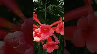 #Campsis grandiflora in ENG; the CONTADINO uses: 