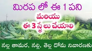 Mirchi crop block trips control telugu 4 steps || Chilli Crop Details Explained || Top Insecticides 
