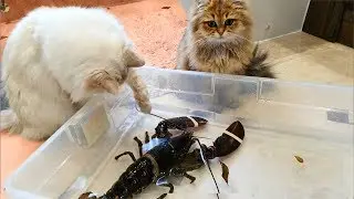 😸Lobster vs Cats - Funny Animals