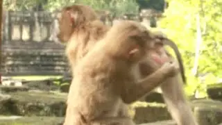 Little Monkeys Grooming his friend
