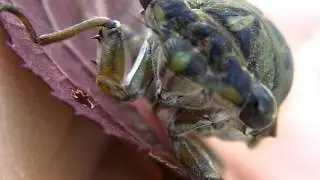 Cicada Insect: Macro Shot with a Kodak Zi8 Pocket Video Camcorder