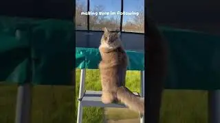 when my cat kept begging to go on the trampoline again #trampoline #cat #cats #pets #funny #cute