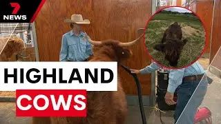 Fan favourite Highland cows bring glamour to the Royal Easter Show | 7NEWS
