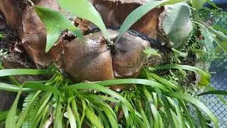 Ophioderma pendulum - old world adder's tongue