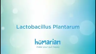 Lactobacillus Plantarum