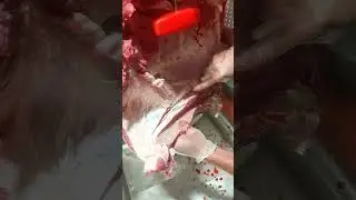 DEBONING BEEF FORE QUARTER