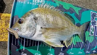 SPECIES INSIGHT | Bream On Lures.