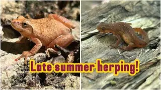 Catching cool amphibians in Wisconsin! (Late summer herping vlog 2025)