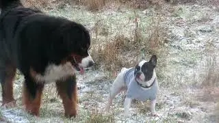 Funny little dog scares giant dog with one look