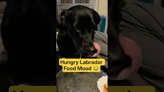 KYA KHANE KA MAN HAI? 😋🐶 | Hungry Labrador Food Mood 😂 | Labra Lucy #shorts #dog #funnydog #ytshorts