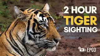 2-HOUR Ranthambore TIGER SIGHTING! Sub-Adult Cub 'Laabh' Walks RIGHT NEXT To Us (EP-03)