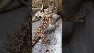 Baby Bearded Dragon WEIGHT GAIN | 50 DAYS of Eating= 18grams-61grams @ChuckNorrizBeardedDragons