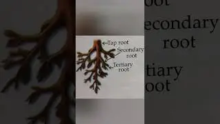 Types of roots # taproot # fibrous root #shorts