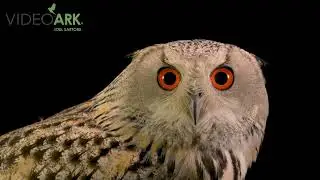 A female East Siberian eagle-owl (Bubo bubo yenisseensis) at Cotsworld Falconry Center in England.