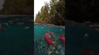 Sockeye Salmon Fish (Red Salmon Fish) | Germany Vlogs 🇩🇪