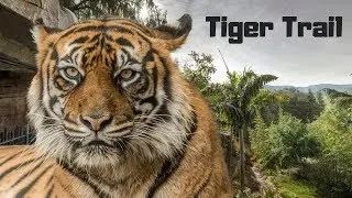 Tiger Trail at the San Diego Zoo Safari Park