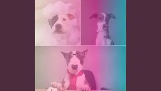 Retro Music for Peaceful Dogs