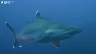 Threats to Sea Turtles