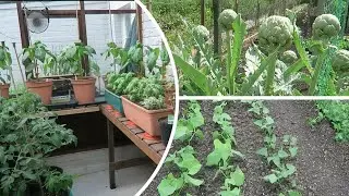 A Short Walk Showing Progress Of The Garden.