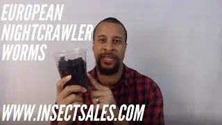 European Nightcrawler Worms For Sale - www.insectsales.com
