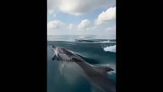 Do Dolphins Hold the Secret Glow That Could Save the Next Child from Cancer?#science