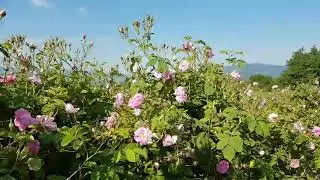 Rose valley in Bulgaria