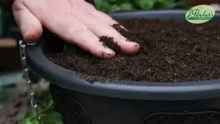 How to Plant a Pansy Hanging Basket: Winter/Spring Garden Guide