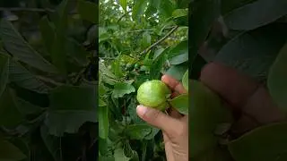 First guava harvesting from my garden 🏡#fruit #viralvideo #trendingreels #youtubeshorts #creative