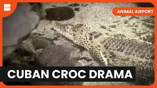 Cuban Croc Chaos - Animal Airport - S01 EP08 - Animal Documentary