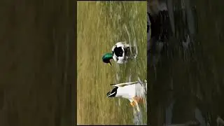 Can You Spot All the Water Birds in This Peaceful clip? 🦢🦆