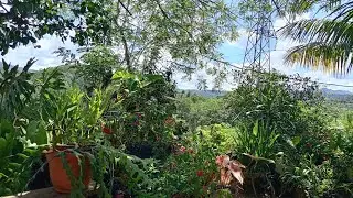 AS&Iacute; ESTA EL JARD&Iacute;N DESPU&Eacute;S DE UNA FUERTE LLUVIA Y MCHO VIENTO 