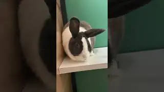 It's Bun-day Sunday - Meet Sapphire!  #animalfriends