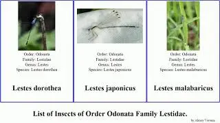 Insects of Order Odonata Family Lestidae