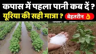 नरमा / कपास मे पहला पानी और यूरिया | First irrigation and Urea Fertilizer in Cotton | Kapas ki kheti