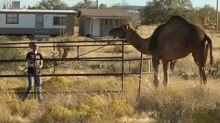 Camel Trap! ~ Leading and Penning up my pet camel