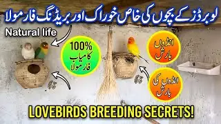 Natural life, Lovebird foods, Love birds breeding tips, love bird cage breeding,