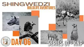 Wildlife, Shingwedzi Camp, KNP (Day6) - First visit the northern Kruger Park.....never disappointed