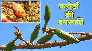 सेमल, पहचान और फायदे │Bombax Ceiba Identification & Benefits, Health Channel By Vishal Sathye