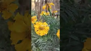 घर कि सब्जियां और फूल#vegetables #homestead#lovely flowers#farming potato and flower#garlic#dhaniya#