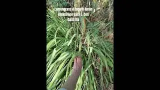 Conoce esta incre&iacute;ble planta medicinal LEMONGRASS #herbolaria #plantasmedicinales #antibiotico