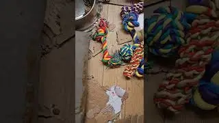 birthday puppy box part 3 #canada #puppy #pets