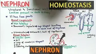 nephron structure And Functions | Class 12 Biology