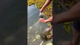 Fishing #net fishing #shorts