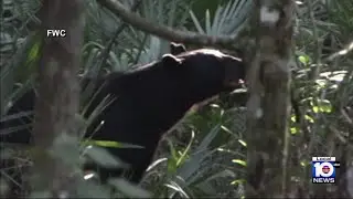 Bears captured after deaths of man, his dog in Florida