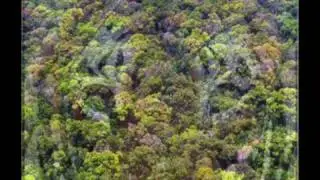 Amaz&ocirc;nia: Verde que te quero verde
