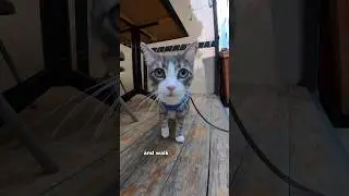 Приучить кошку к поводку &mdash; это ЛЕГКО 🐱 #catshorts #catlover #catlife